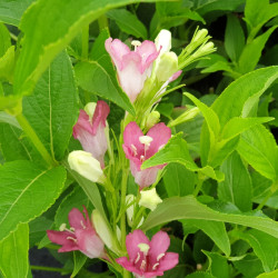 Weigela ‘Marjorie’