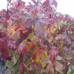 Liquidambar styraciflua Gum Ball