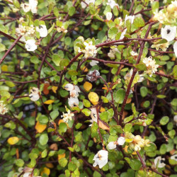 Muehlenbeckia ‘Sealand Compact’