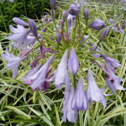 Agapanthus ‘Silver Moon’  - Agapanthe