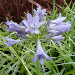 Agapanthus ‘Silver Moon’  - Agapanthe