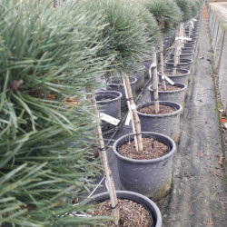 Pinus sylvestris ‘Chantry Blue‘