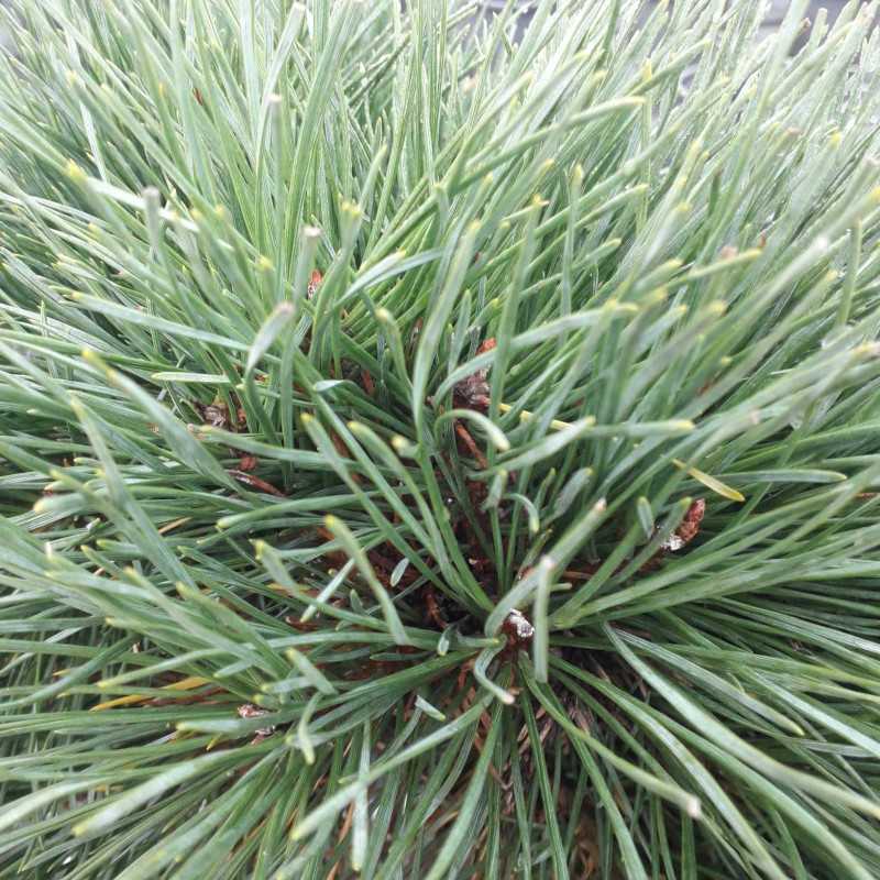 Pinus sylvestris ‘Chantry Blue‘