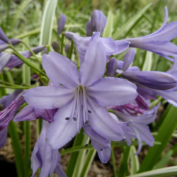 Agapanthus ‘Silver Moon’  - Agapanthe