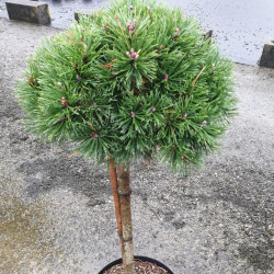 Pinus mugo ‘Mops’