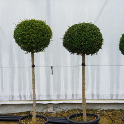 Ligustrum jonandrum (delavayanum) - Troène du Yunnan