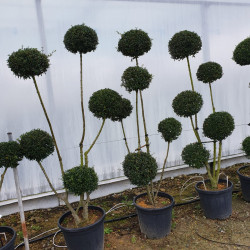 Ligustrum jonandrum (delavayanum) - Troène du Yunnan