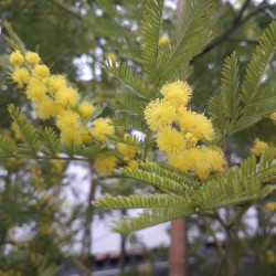 Acacia dealbata Gaulois Astier