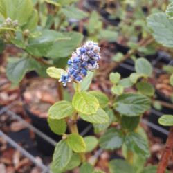 Ceanothus arboreus Trewithen Blue