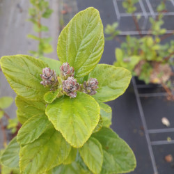 Ceanothus arboreus Trewithen Blue