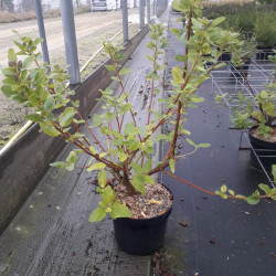 Ceanothus arboreus Trewithen Blue