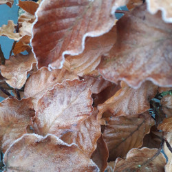 Fagus sylvatica ‘Atropunicea’