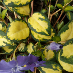 Vinca minor ‘Illumination’ - Pervenche panachée