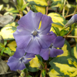 Vinca minor ‘Illumination’ - Pervenche panachée