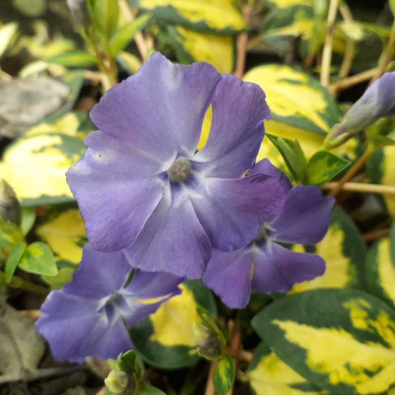 Vinca minor ‘Illumination’