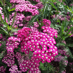 Achillea millefolium ‘New vintage Violet’