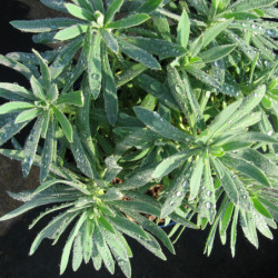 Euphorbia characias ‘Wulfenii’