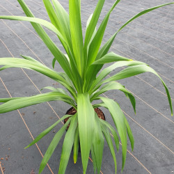 Cordyline ‘Emerald Star