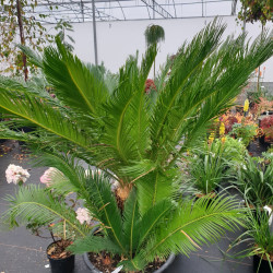 Cycas revoluta