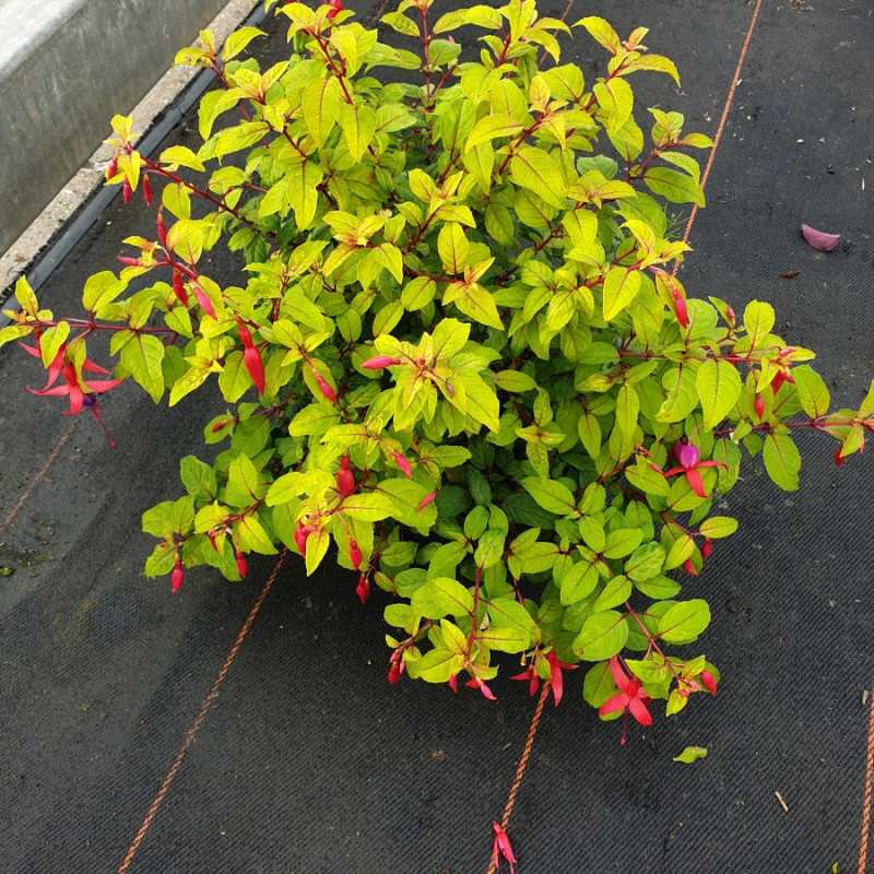 Fuchsia ‘Genii’