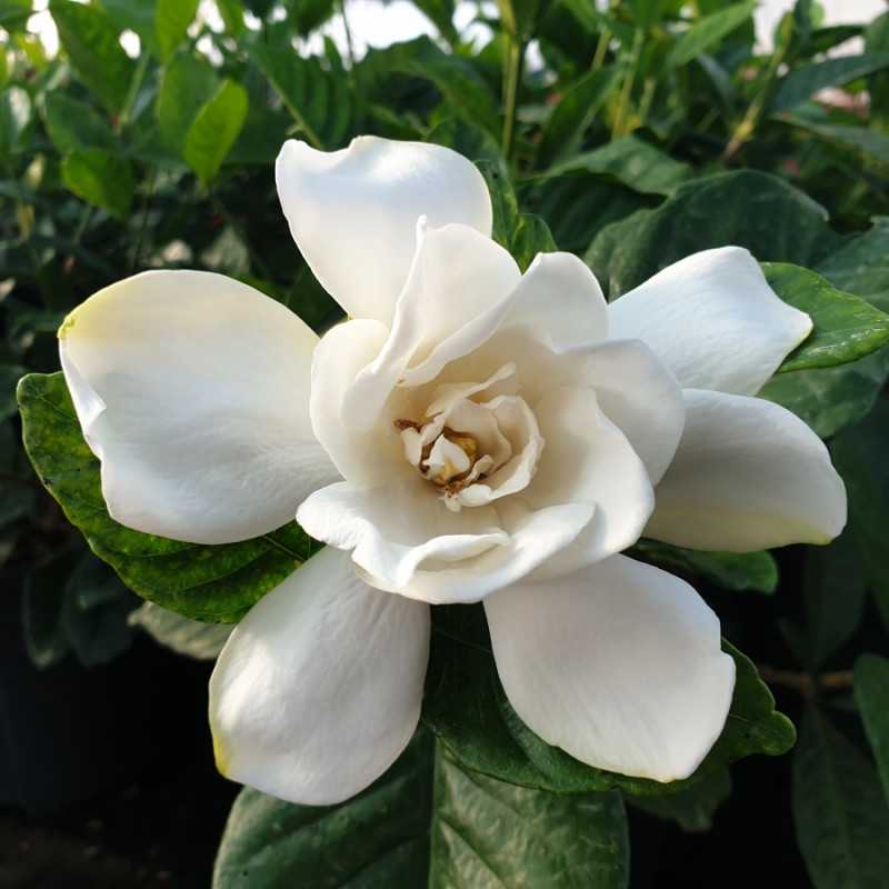 Gardenia ‘Celestial Star’