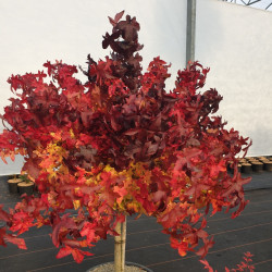 Liquidambar styraciflua Gum Ball