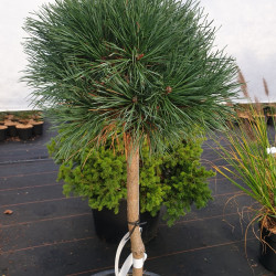 Pinus sylvestris ‘Chantry Blue‘