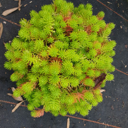 Sedum ‘Lemon ball