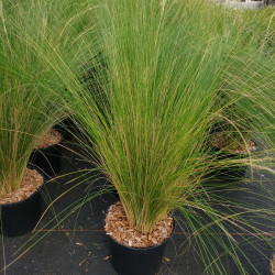 Stipa tenuifolia ‘Pony Tails‘