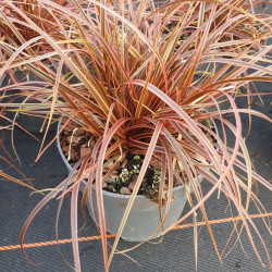 Uncinia rubra ‘Everflame‘ ®