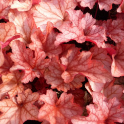 Heuchera ‘Paprika’ - Heuchère