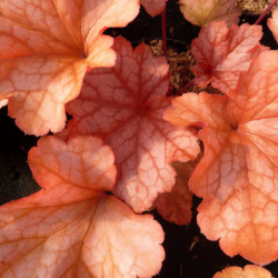 Heuchera ‘Paprika’