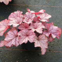 Heuchera ‘Paprika’