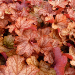 Heuchera ‘Paprika’