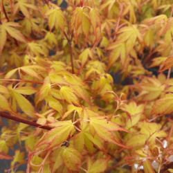 Acer palmatum Katsura