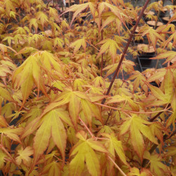 Acer palmatum Katsura