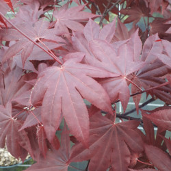 Acer palmatum ‘Fireglow’