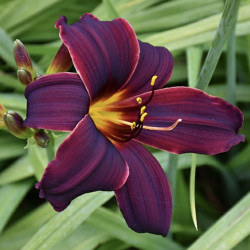 Hemerocallis ‘American Revolution’