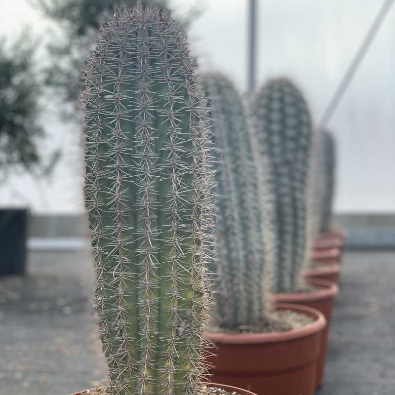 Trichocereus pasacana