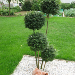 Ligustrum jonandrum (delavayanum) - Troène du Yunnan