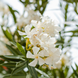 Nerium oleander (blanc)