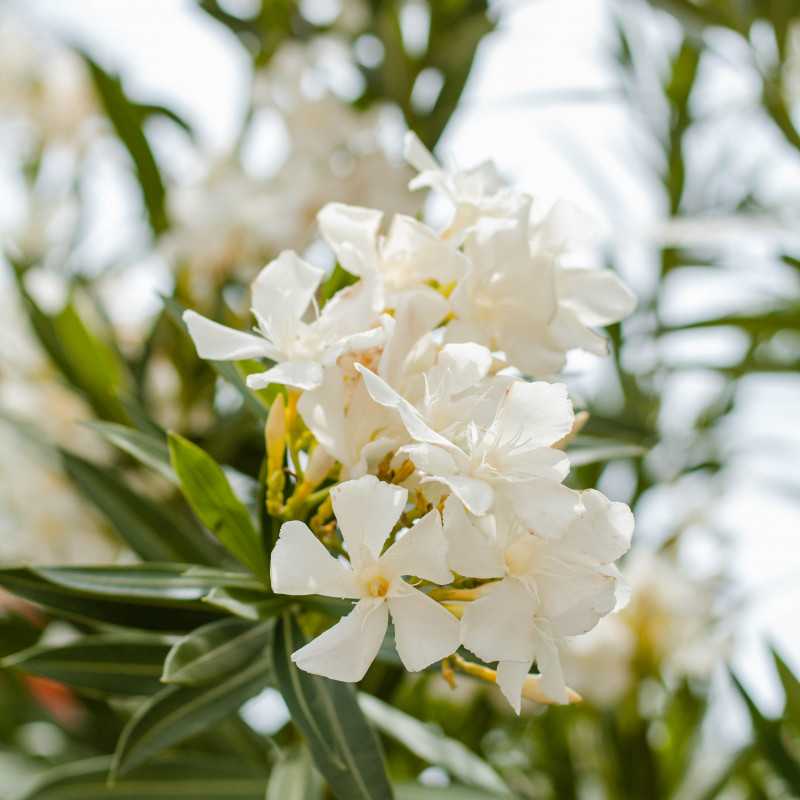 Nerium oleander (blanc)