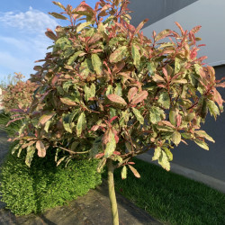 Photinia serratifolia ‘Pink Crispy‘ ® - ‘Oploo 5’