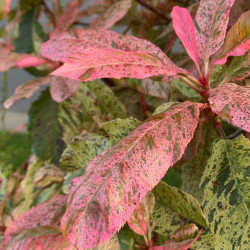 Photinia serratifolia ‘Pink Crispy‘ ® - ‘Oploo 5’