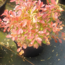 Berberis thunbergii Coral