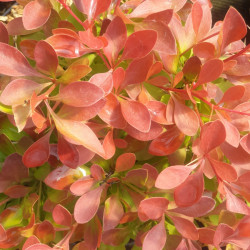 Berberis thunbergii Coral