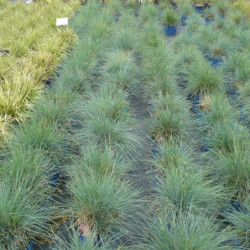 Festuca glauca ‘Elijah Blue’