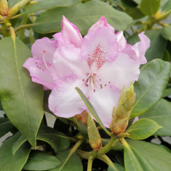 Rhododendron ‘Mrs Charles Pearson’