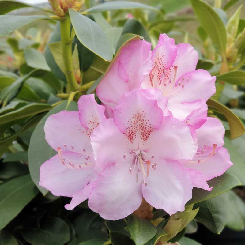 Rhododendron ‘Mrs Charles Pearson’