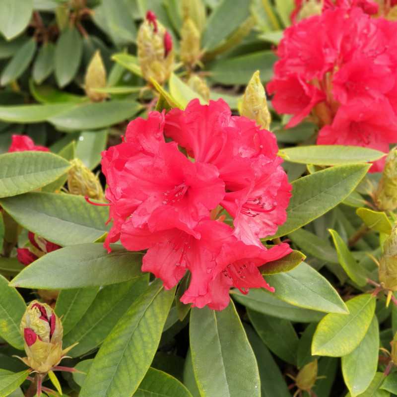 Rhododendron ‘Vulcan's flame’